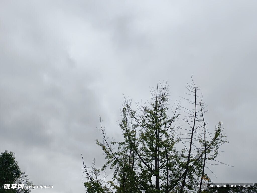 阴天中的孤树