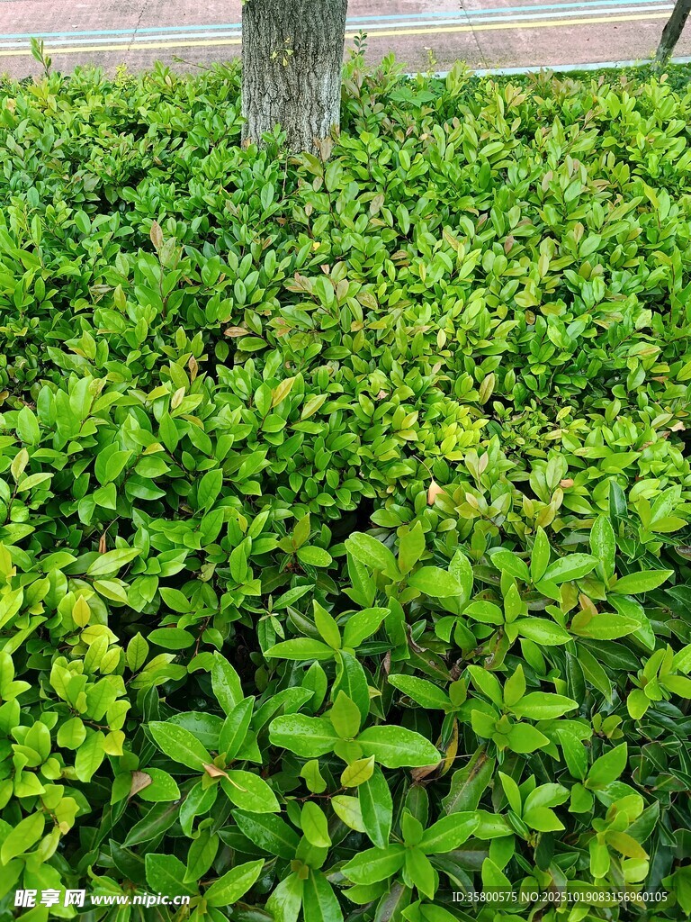 翠绿繁茂的地面绿植景观