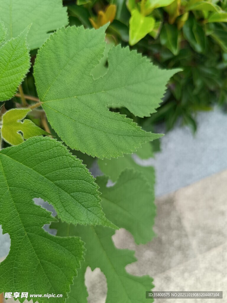 翠绿叶片特写