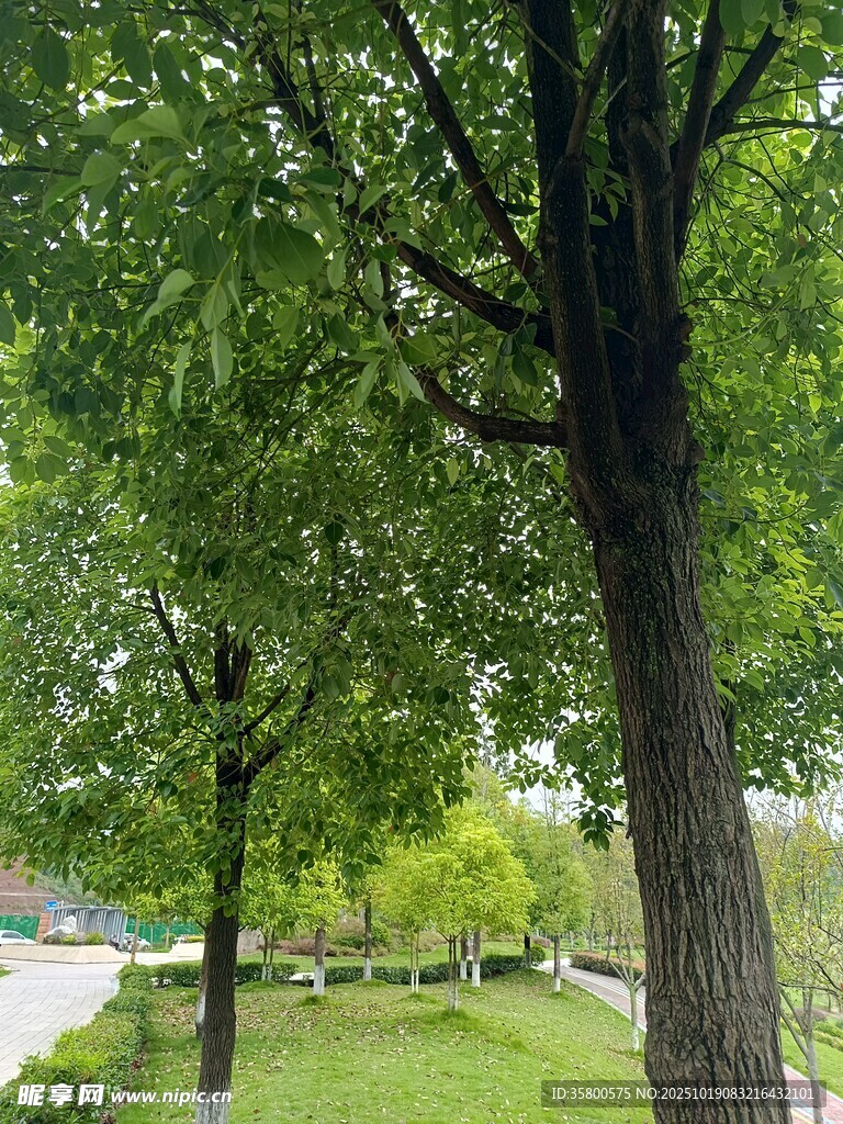 绿树成荫的公园小径
