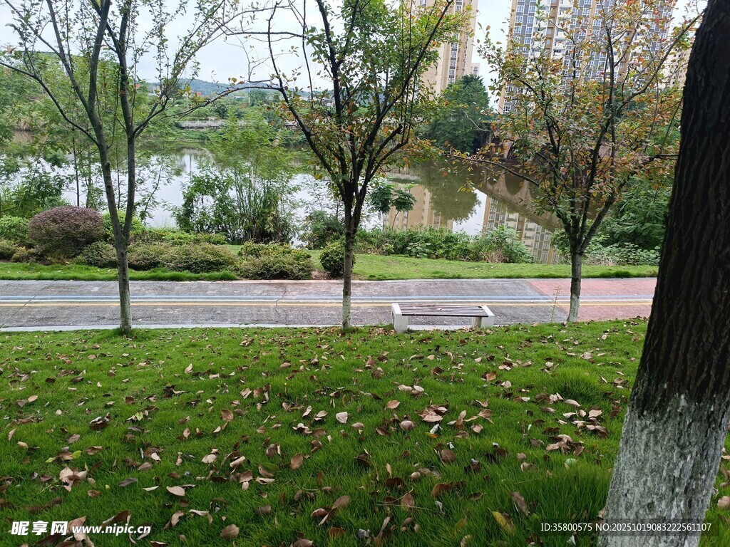 秋日公园草地树木景致