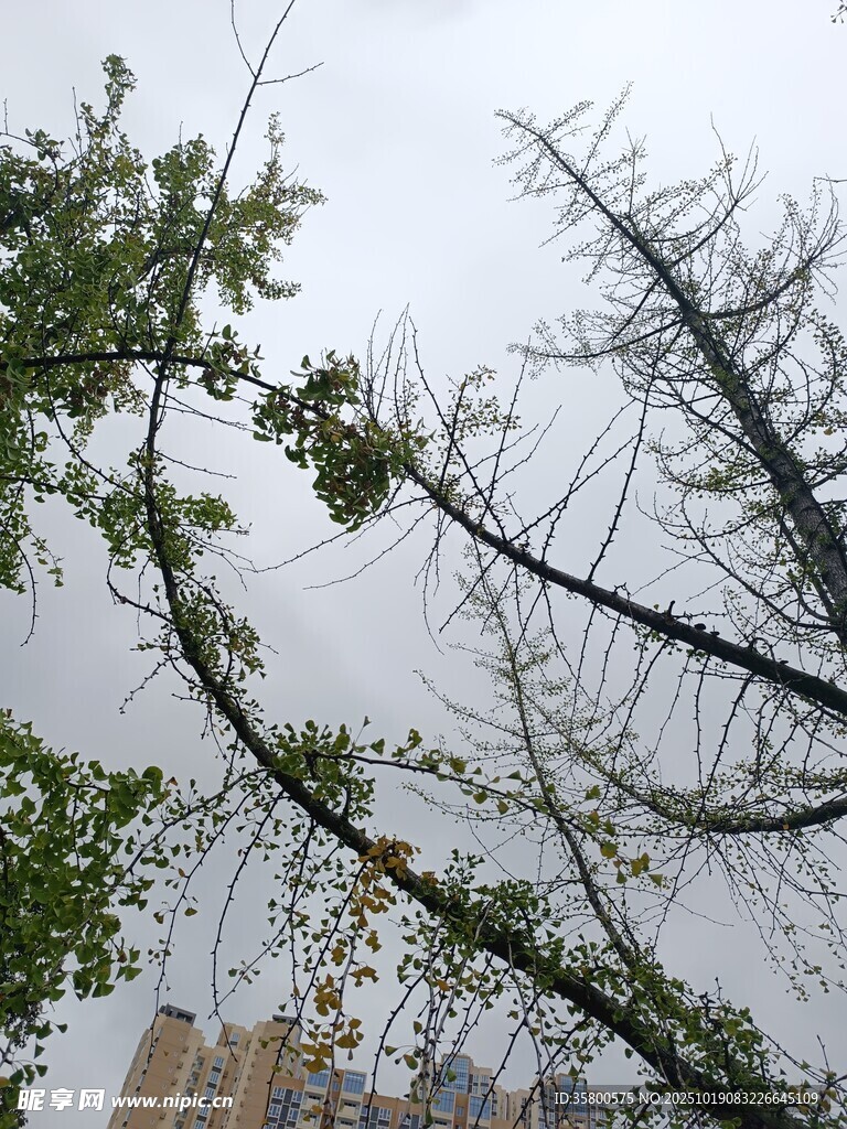 暴风雨后弯折的树木