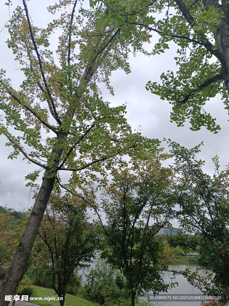 湖畔绿树成荫的自然景致