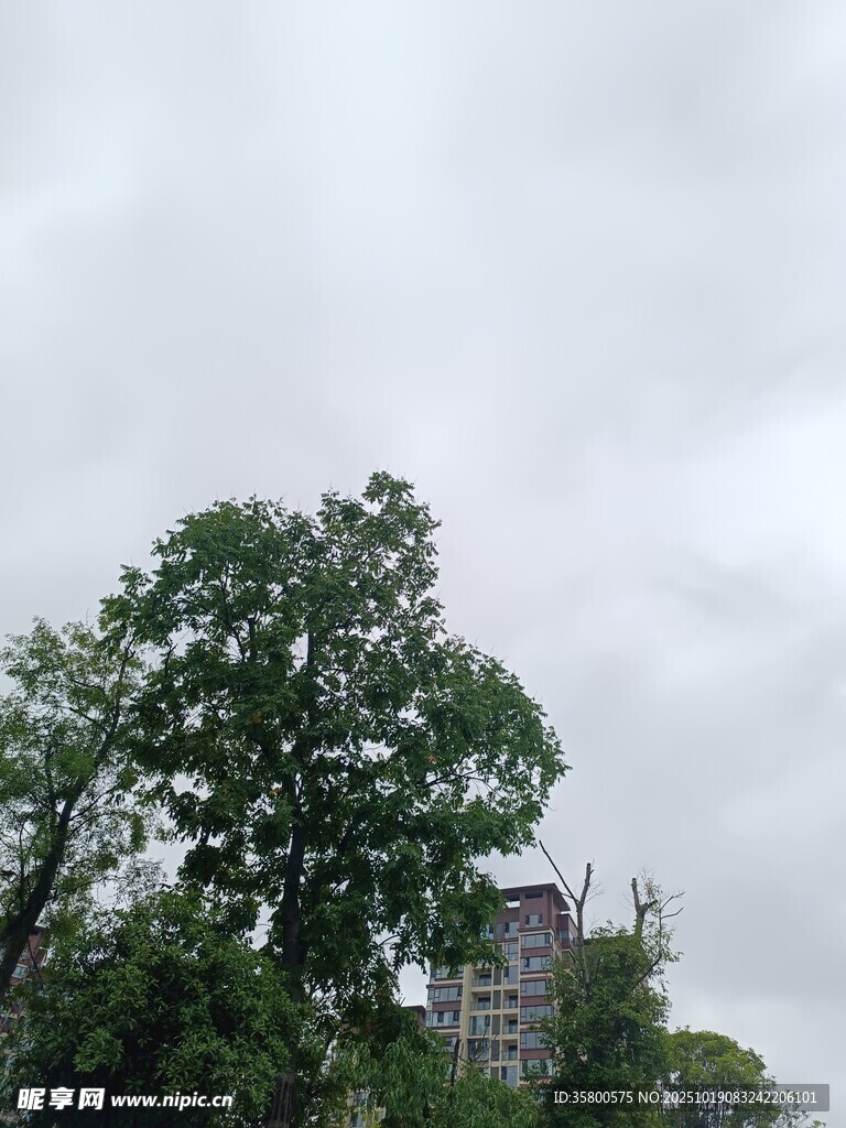 阴天中的繁茂树木与建筑