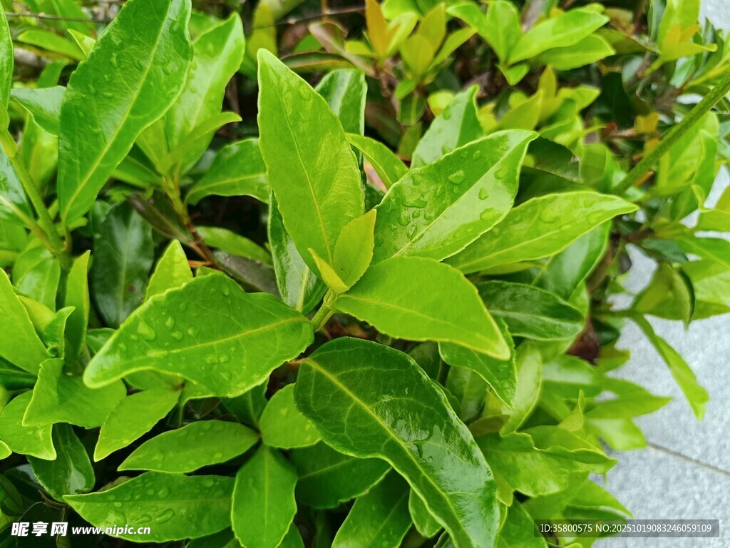 翠绿繁茂的观叶植物
