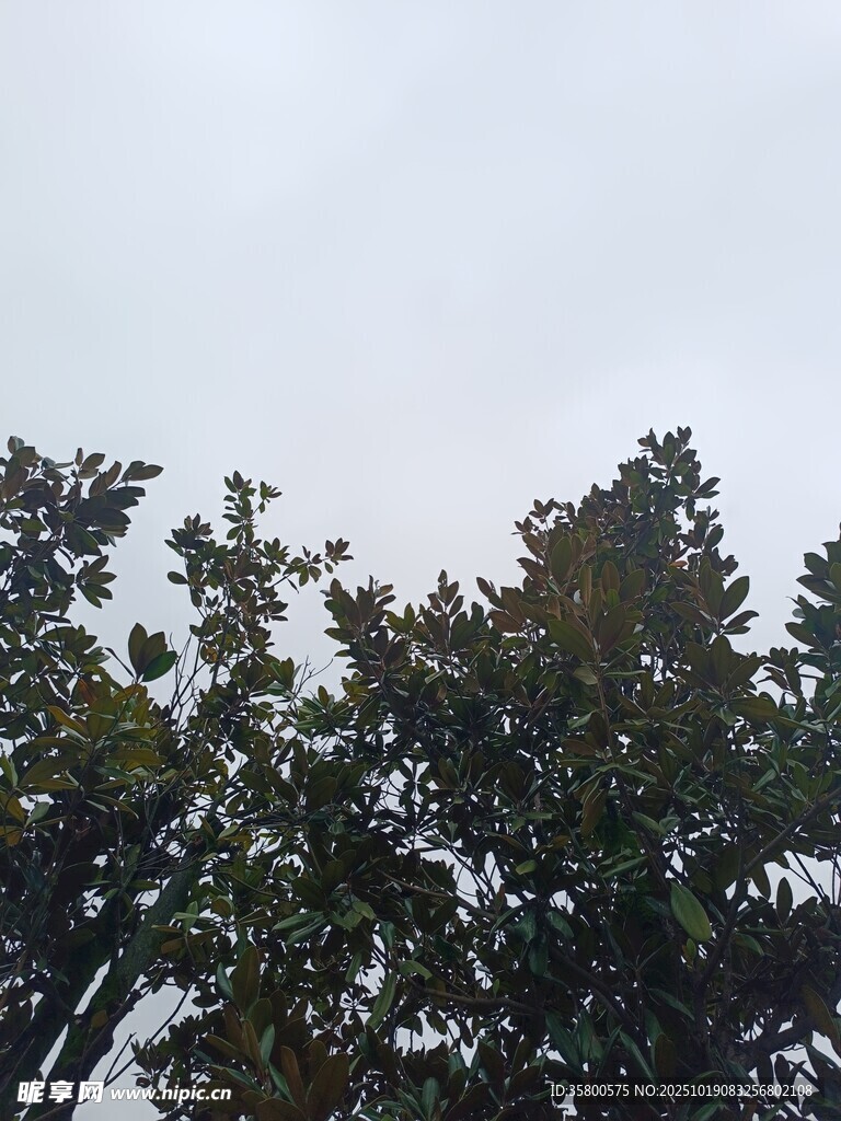 树梢上的天空