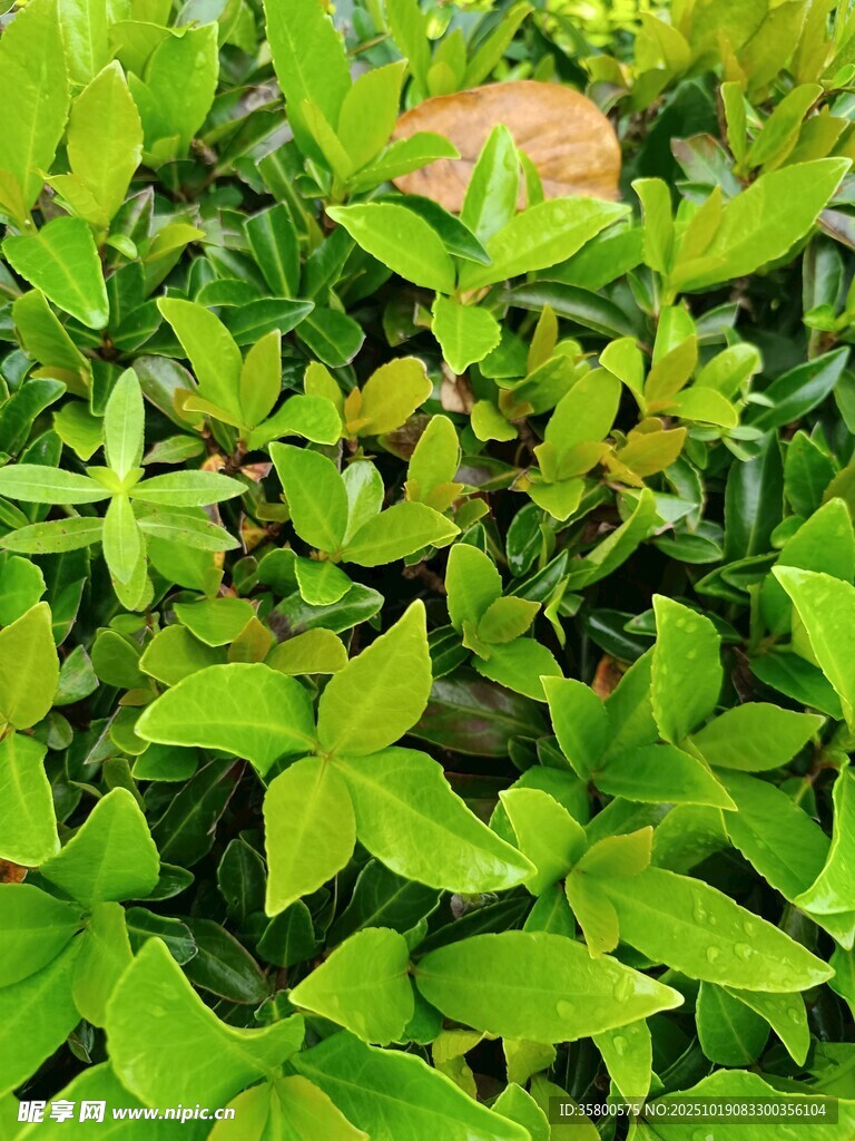绿叶丛中的橙色果实