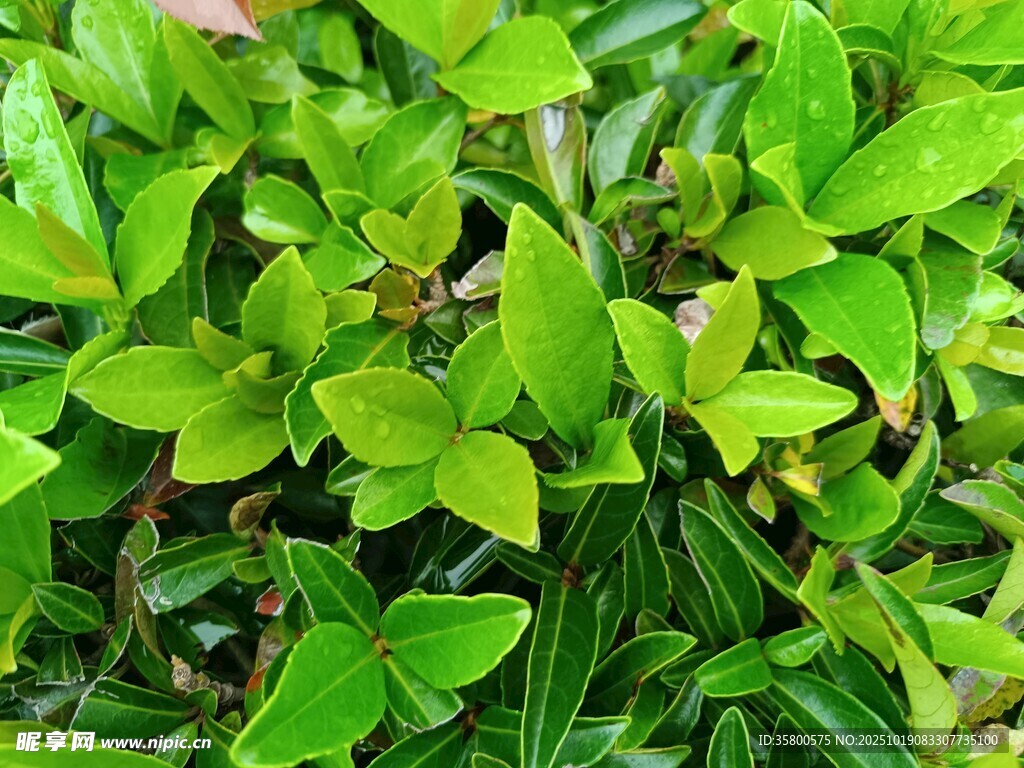翠绿繁茂的丛生植物