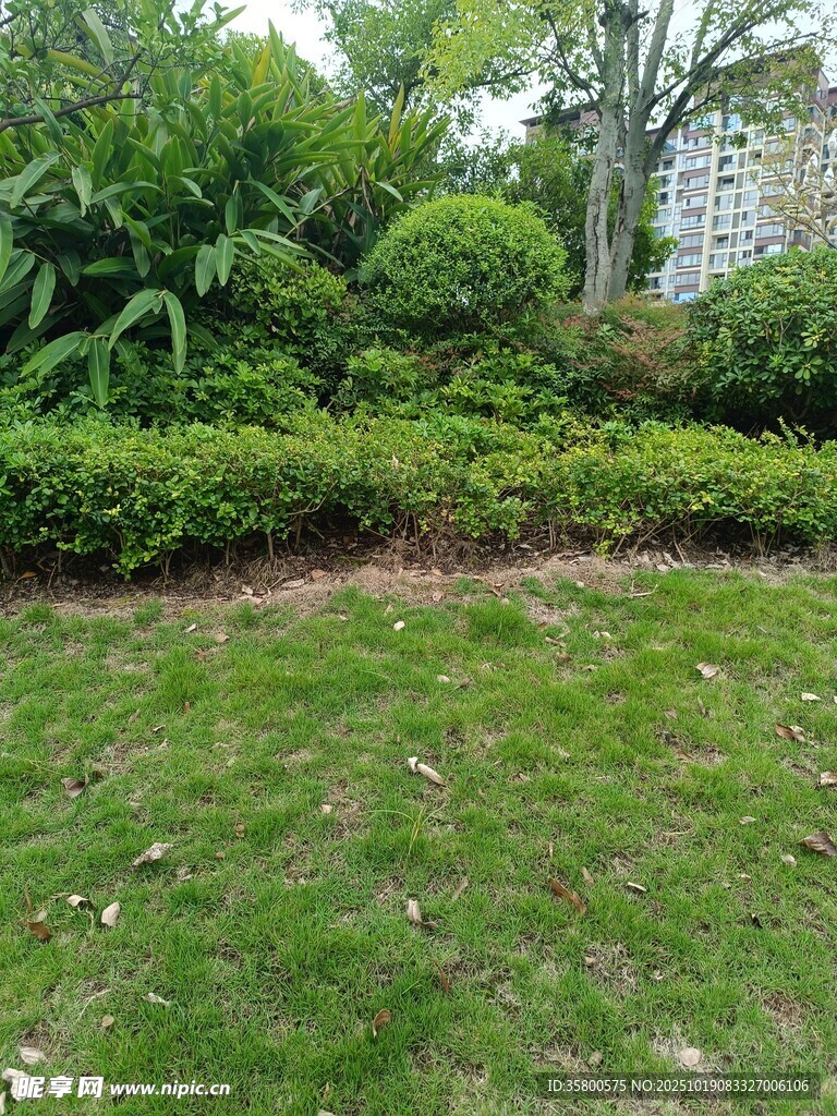 绿意盎然的庭院草坪景观