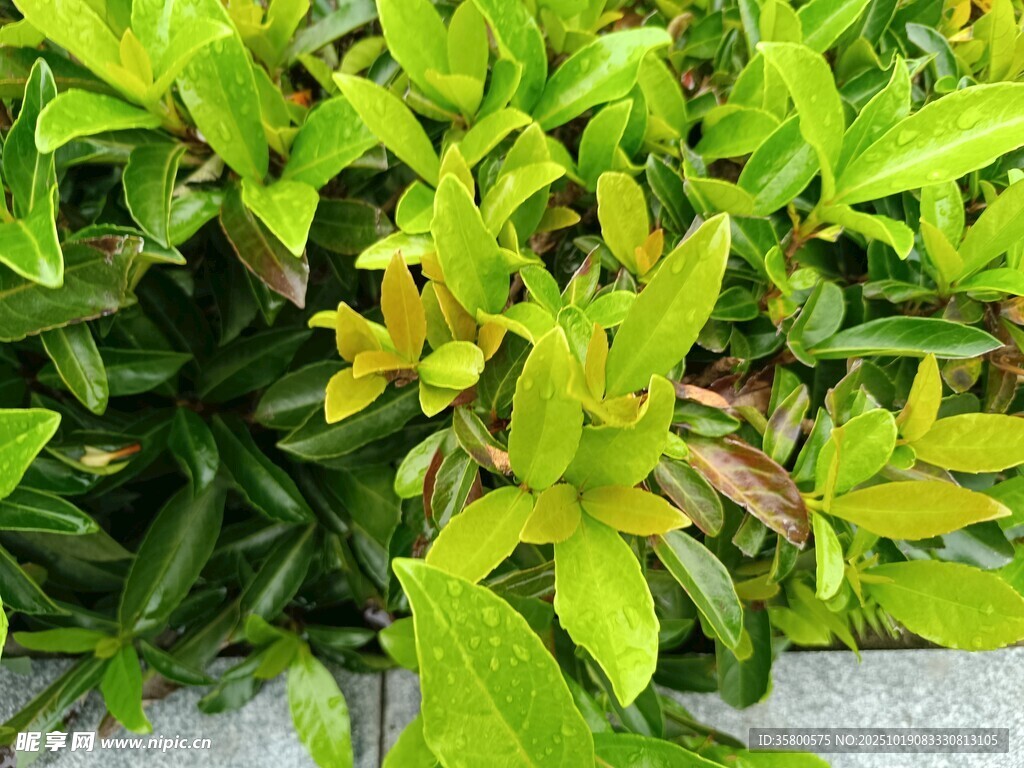 翠绿繁茂的清新植物