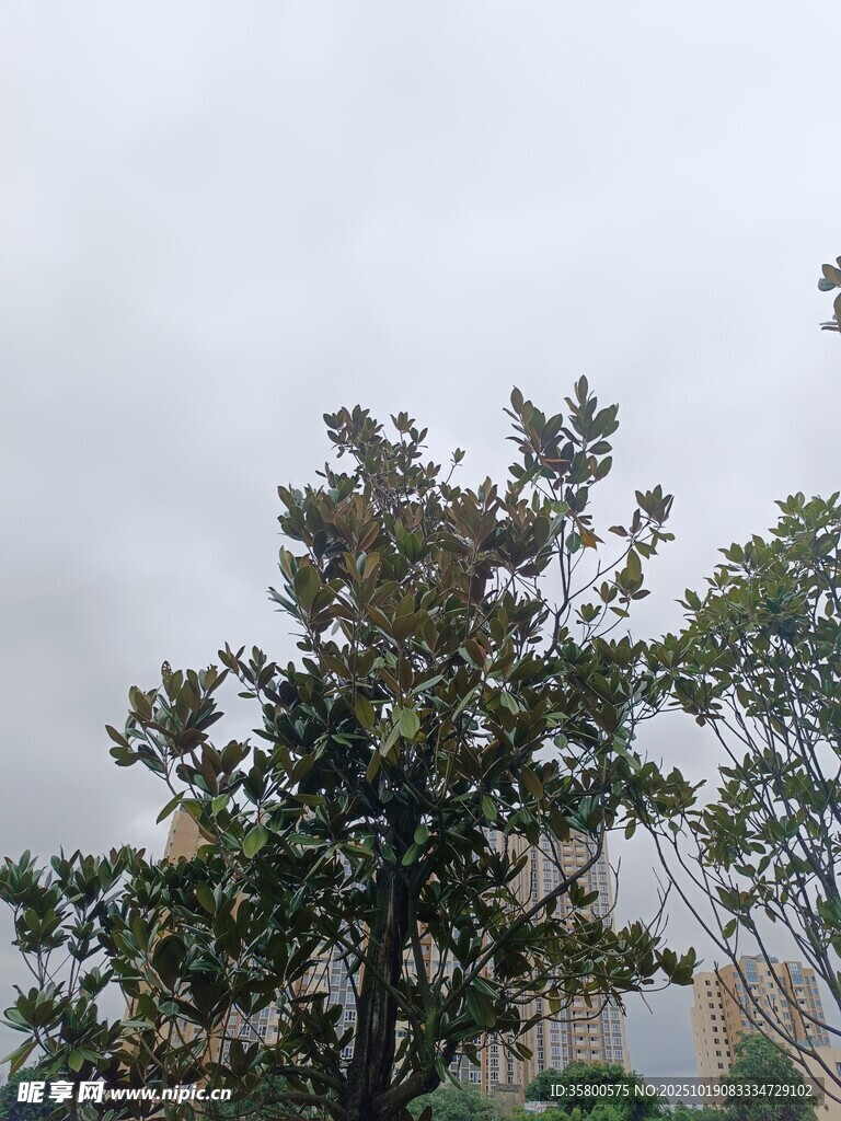 阴天中的茂盛树木