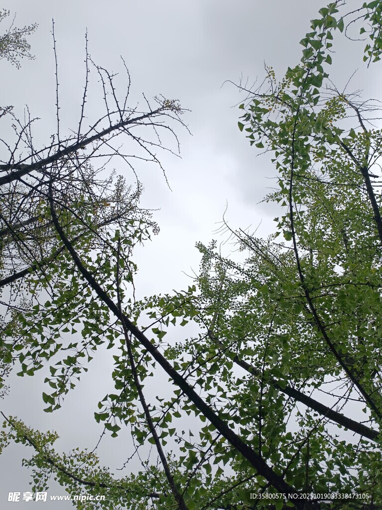 仰视树枝与天空景象
