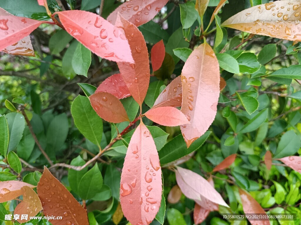红叶绿植相映成趣