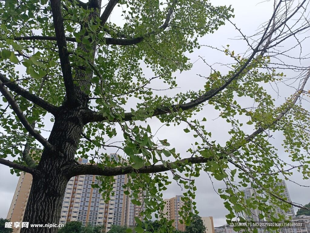 城市中茂盛的绿树