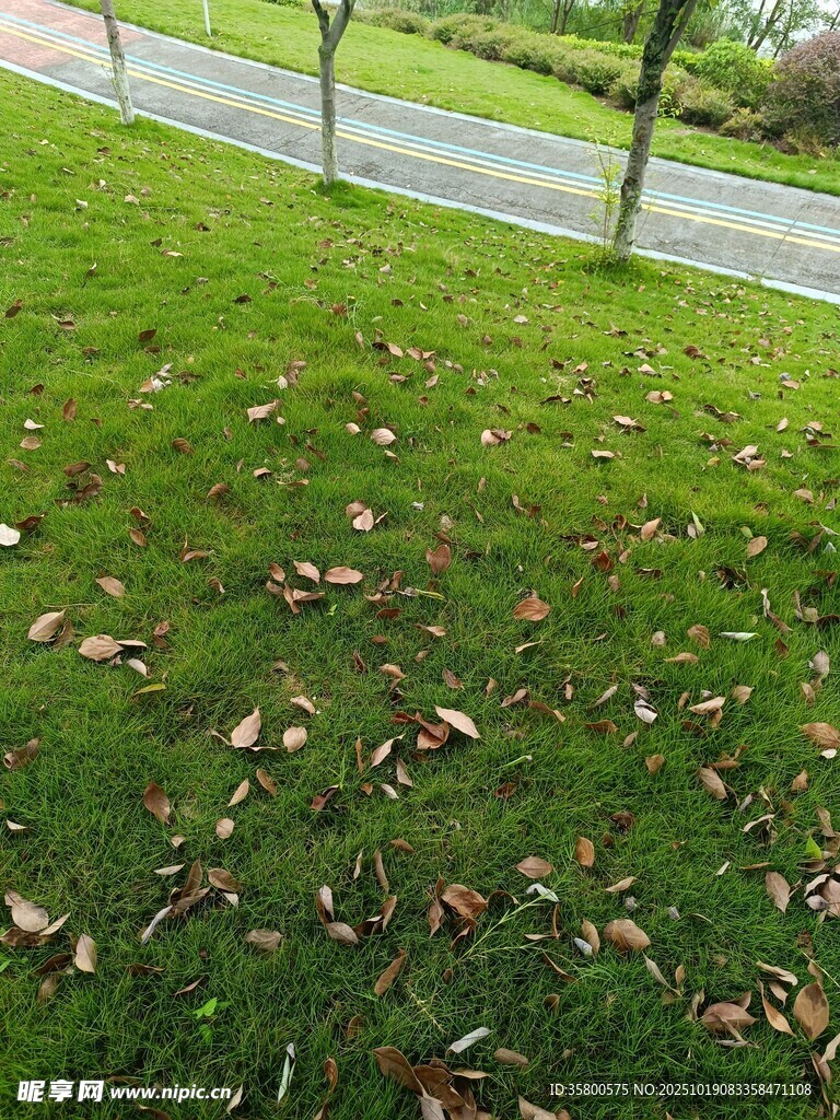 秋日草地落叶景象