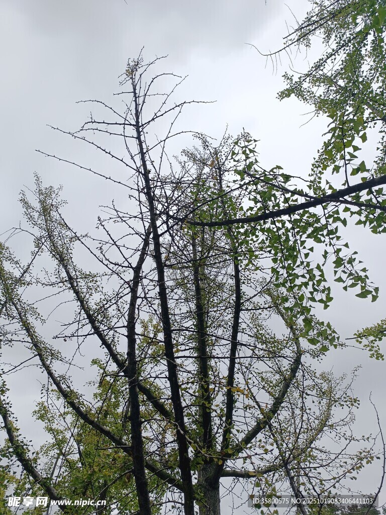 枯树与绿叶的对比景象