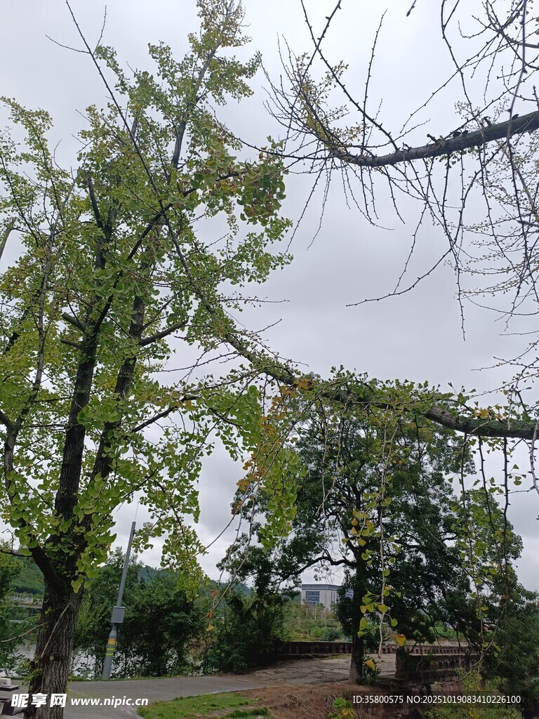 绿树成荫的户外景象