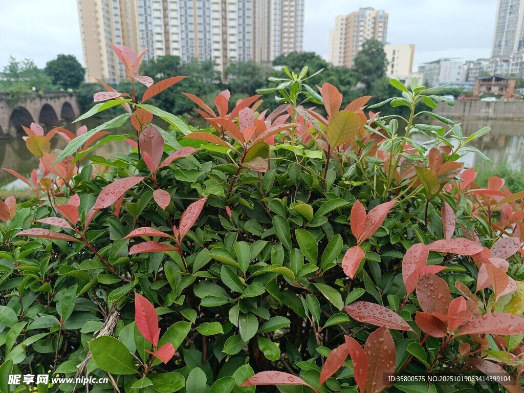 多彩叶片的绿植景观