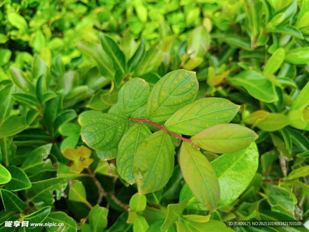 翠绿叶片植物特写