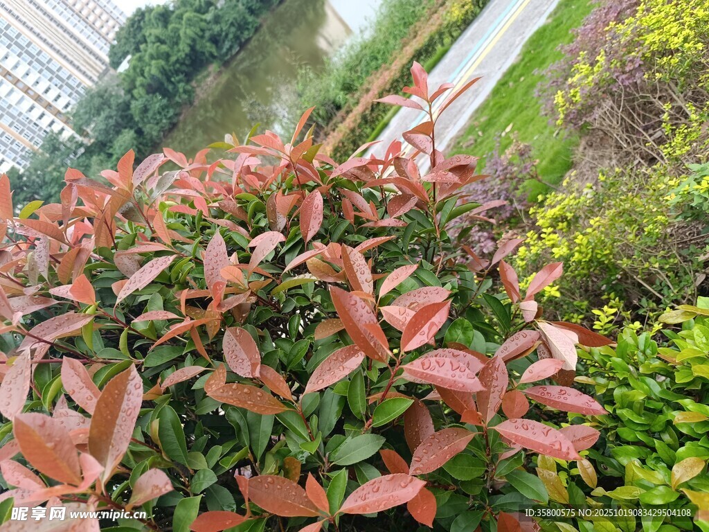 红叶灌木植物景观