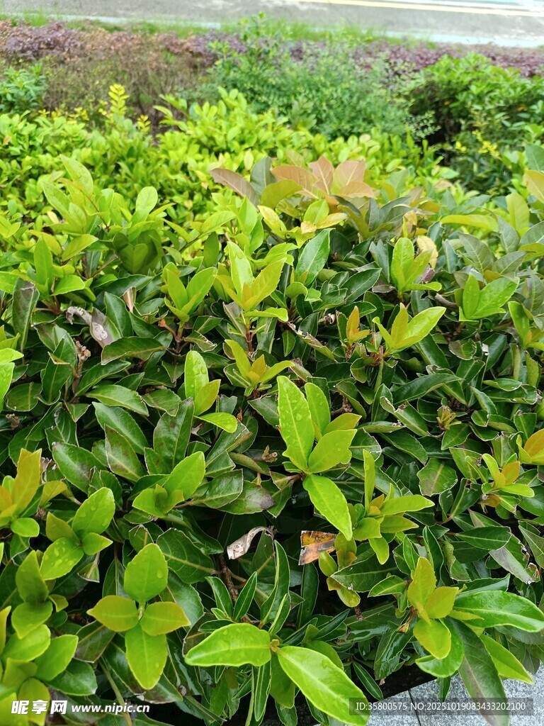 翠绿繁茂的灌木植物景观