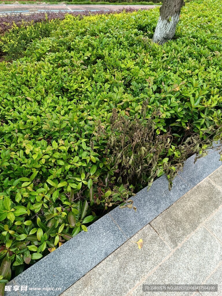 路边翠绿繁茂的低矮植被