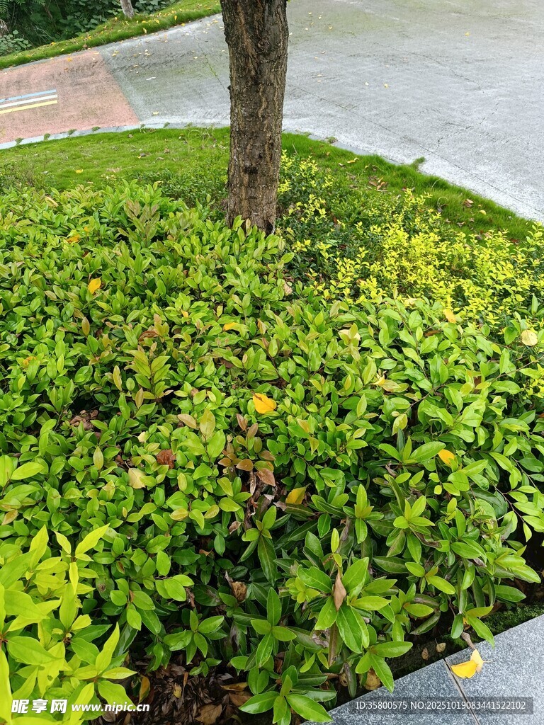 树下葱郁绿植景观