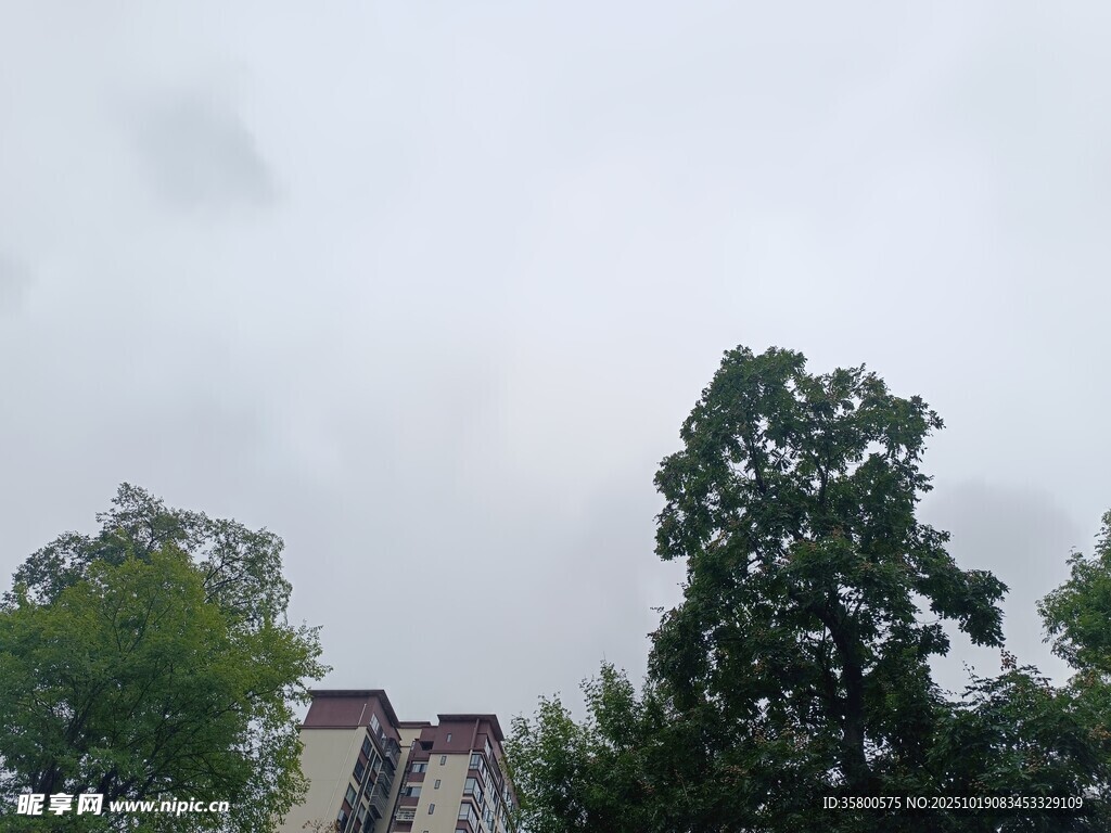 阴天时的树木与建筑物