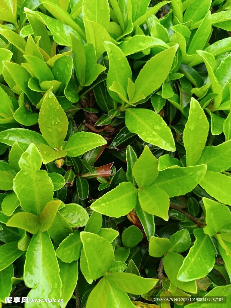 翠绿繁茂的清新植物