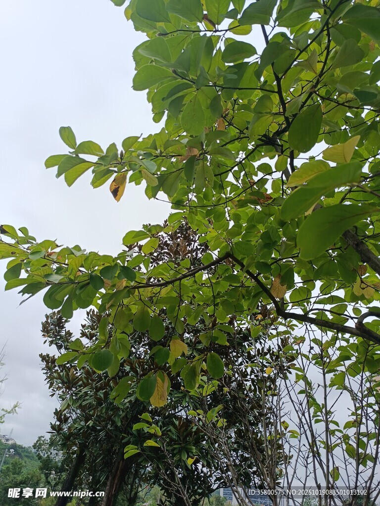 绿叶繁茂的树木景致