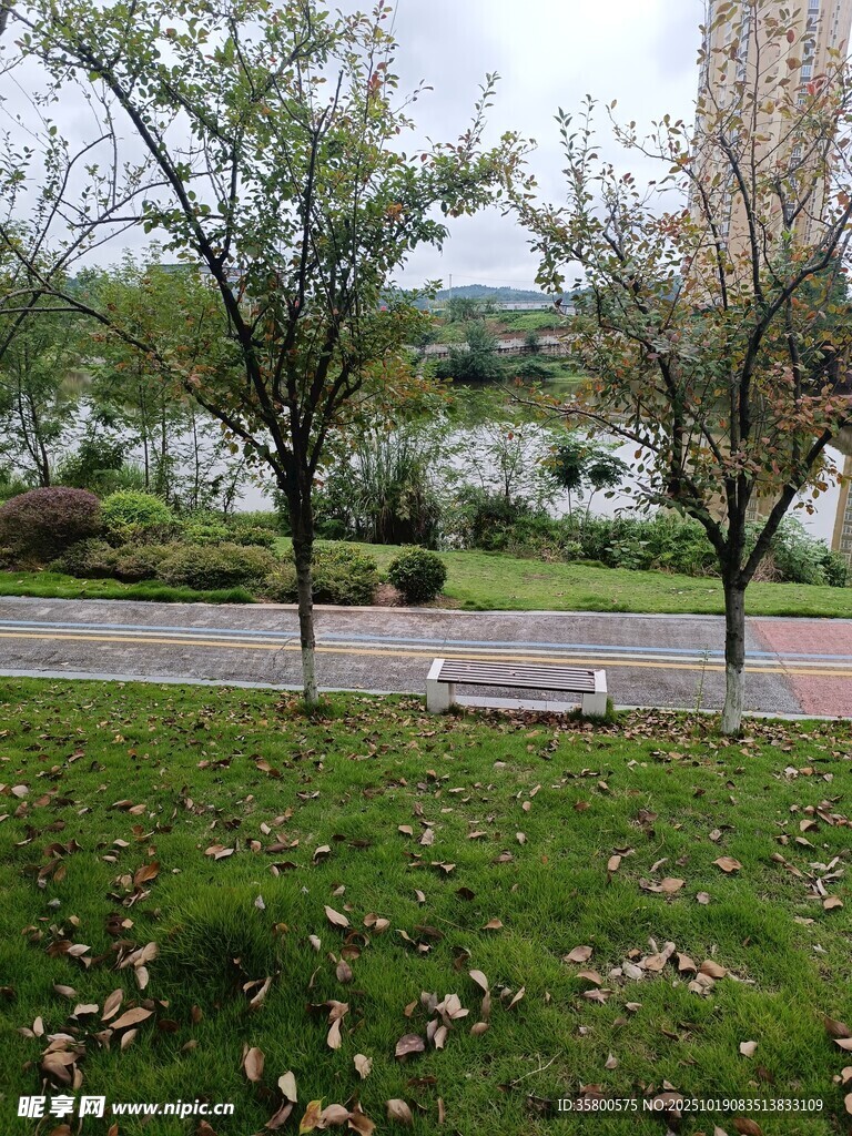 秋日公园草地树木景致