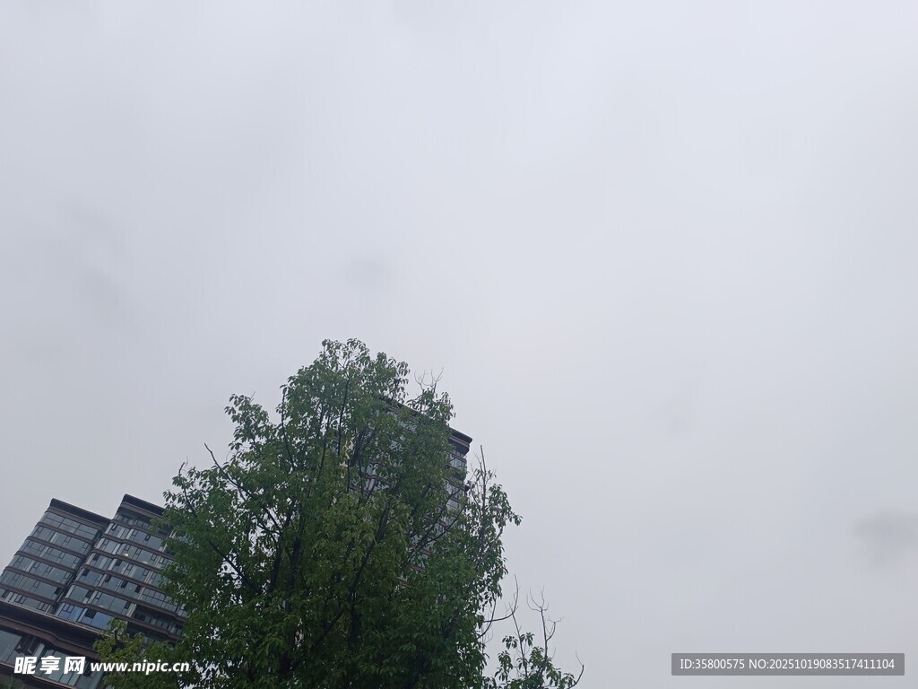 高楼旁绿树挺立