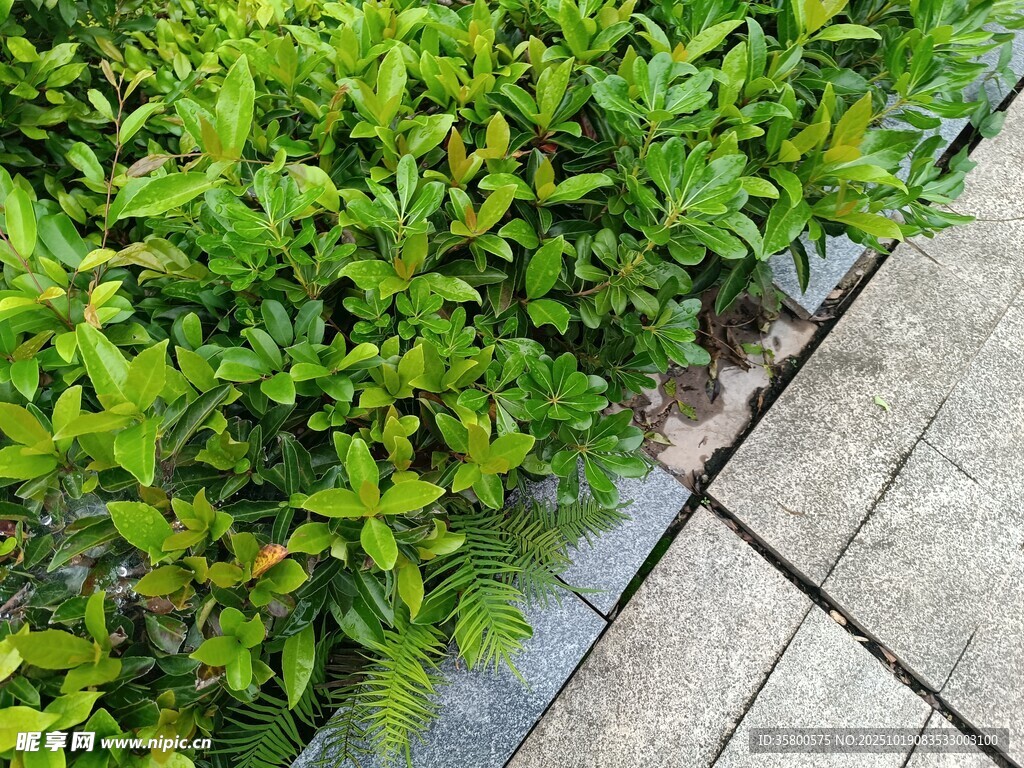 路边翠绿灌木丛