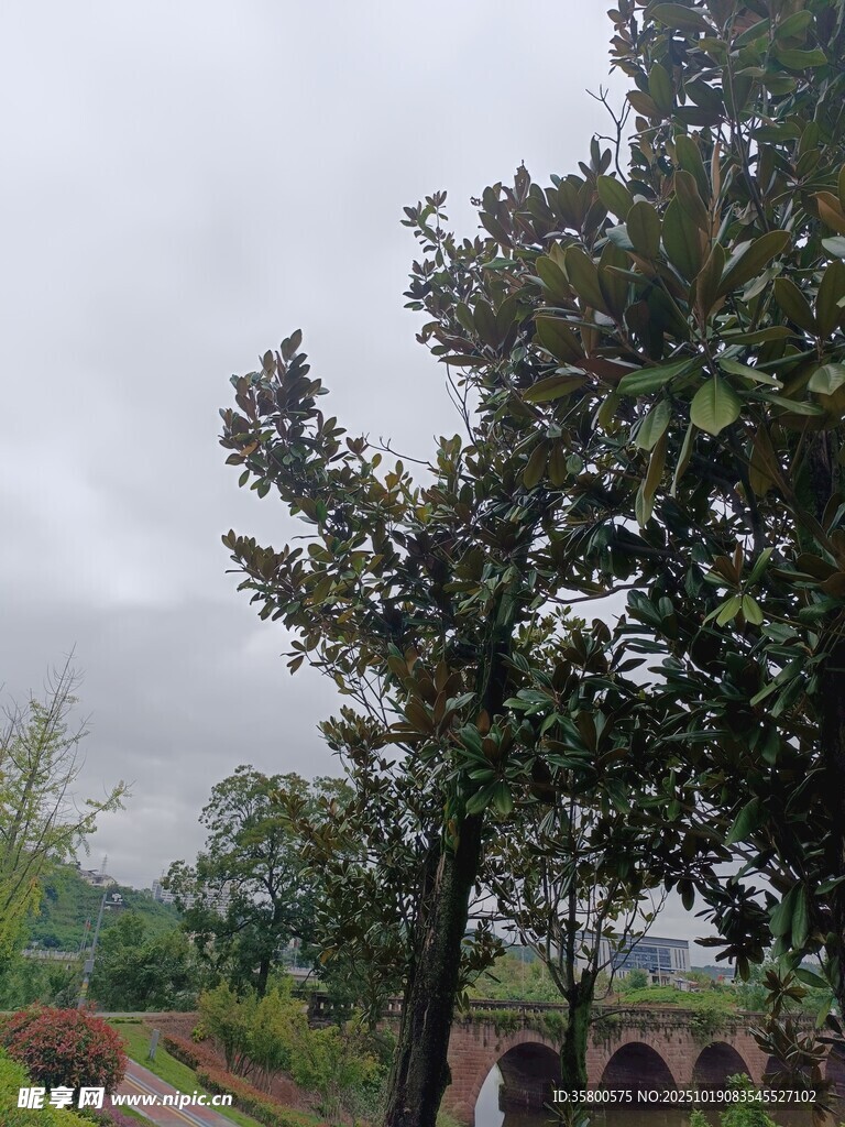 雨中公园绿树景致