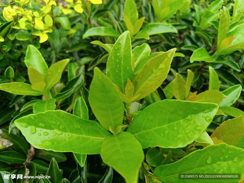 翠绿叶片与黄色小花植物