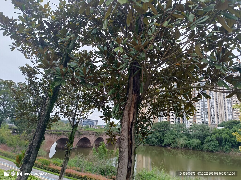 河畔绿树与远处桥梁风景