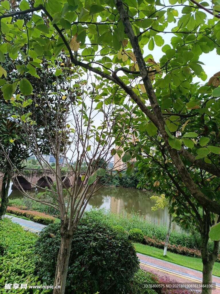 公园绿意盎然的风景一角
