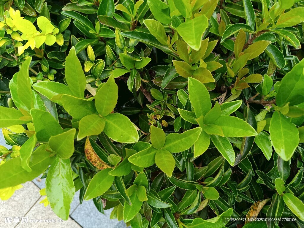翠绿繁茂的清新绿植