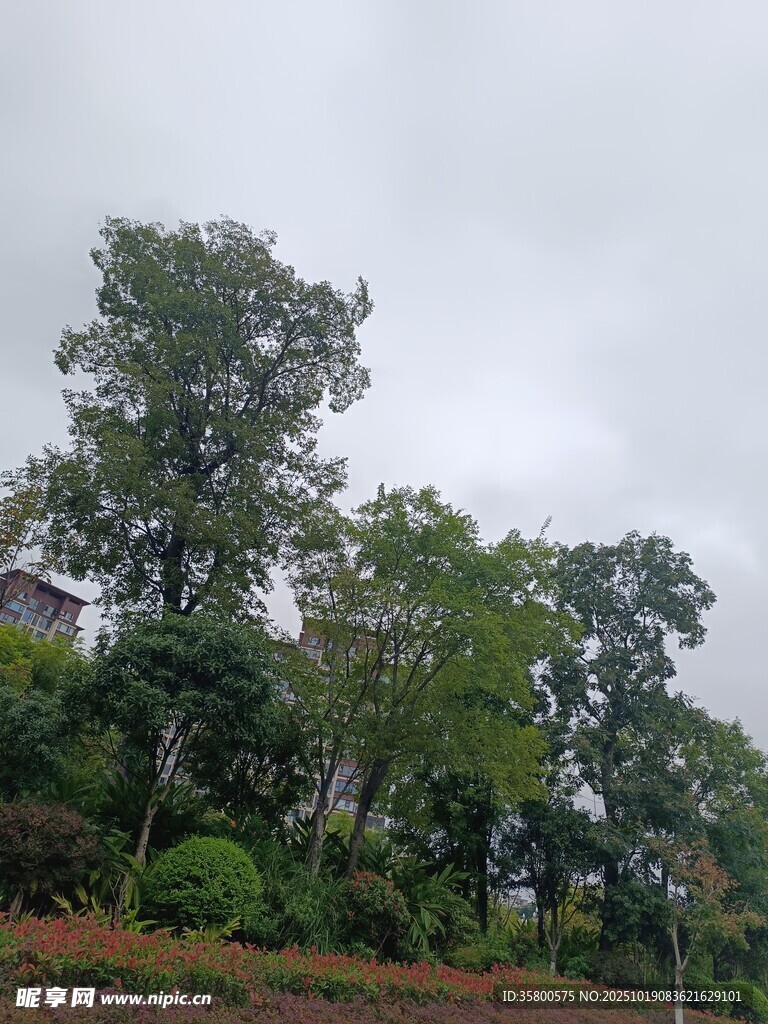 阴天中的葱郁树林