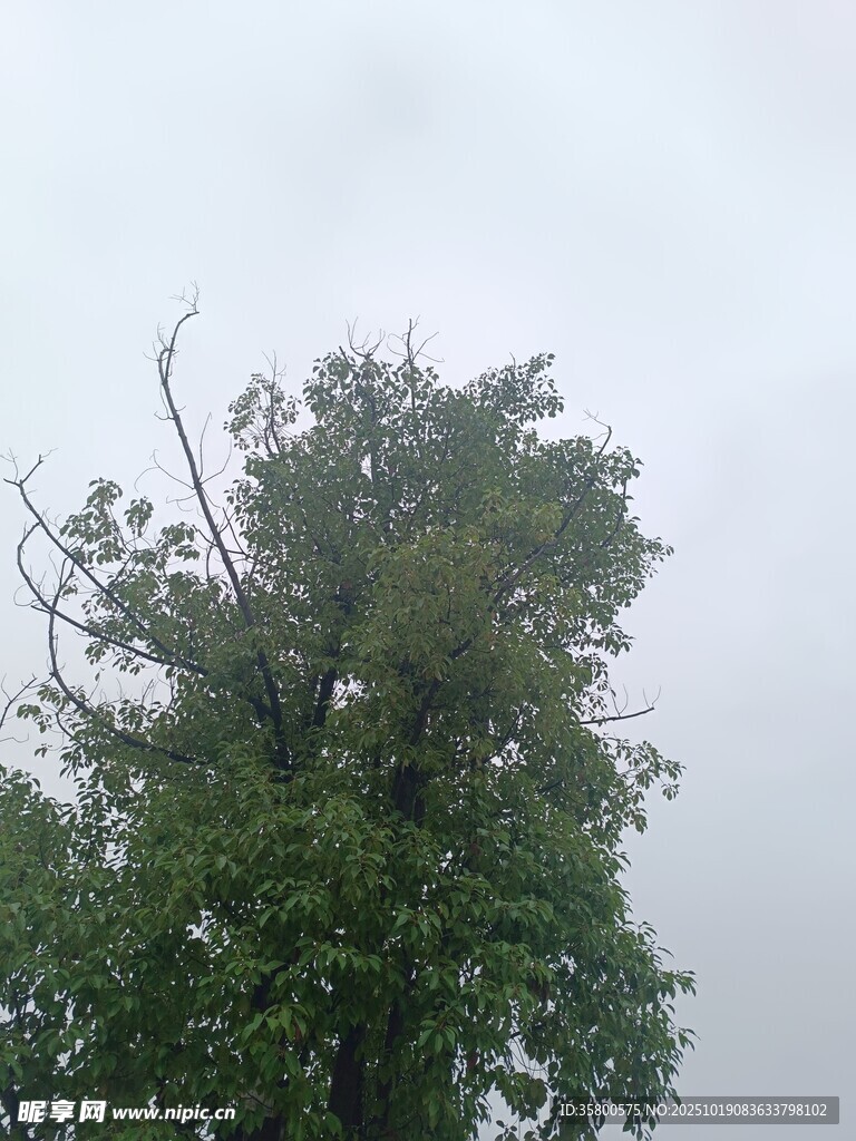 雨中孤树
