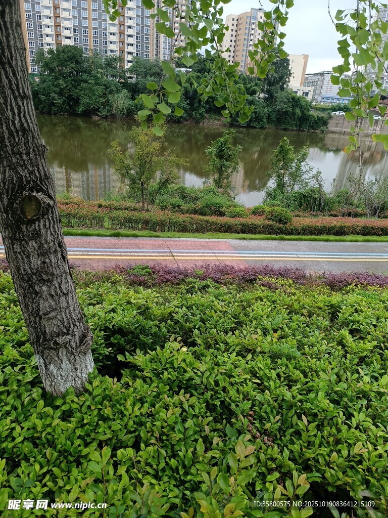 城市河畔绿植景观