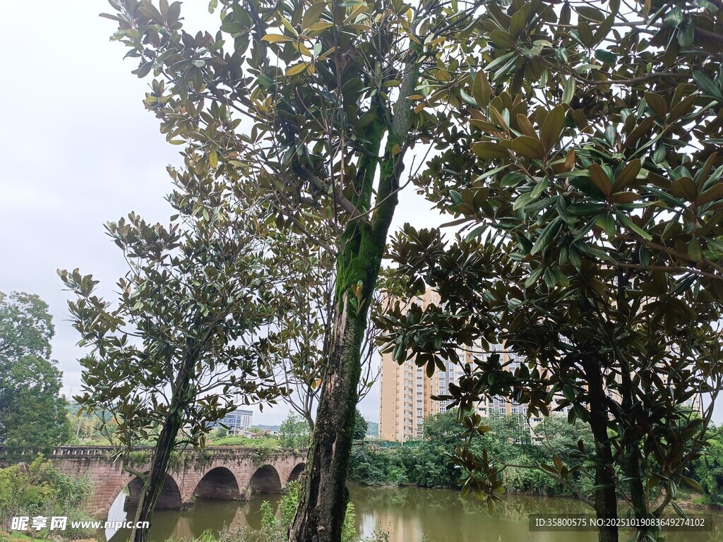 河畔绿树与古桥风景