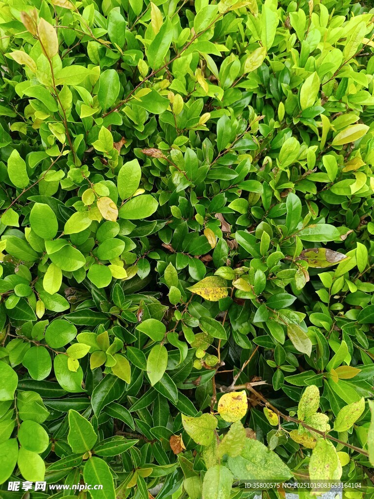 翠绿繁茂的灌木植物