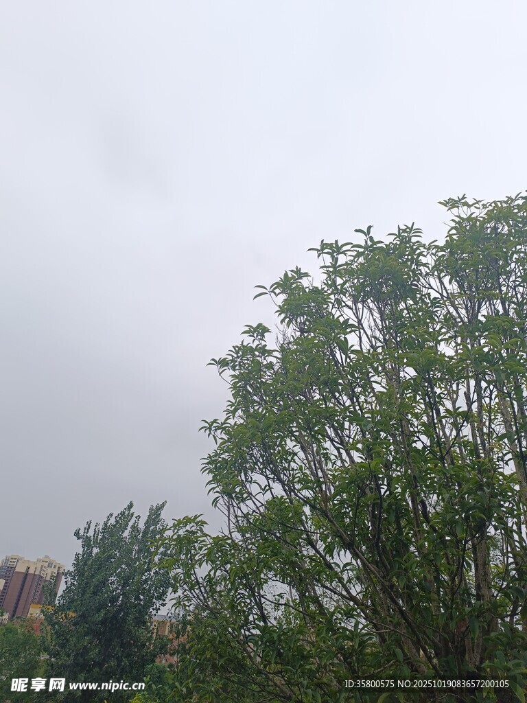 阴天中的葱郁树木