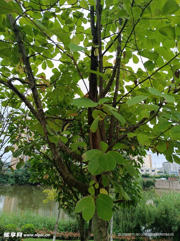 绿叶繁茂的河边树木