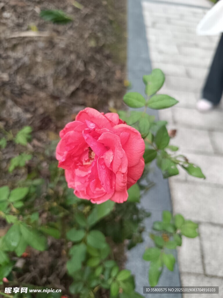 娇艳红玫瑰绽于绿植间
