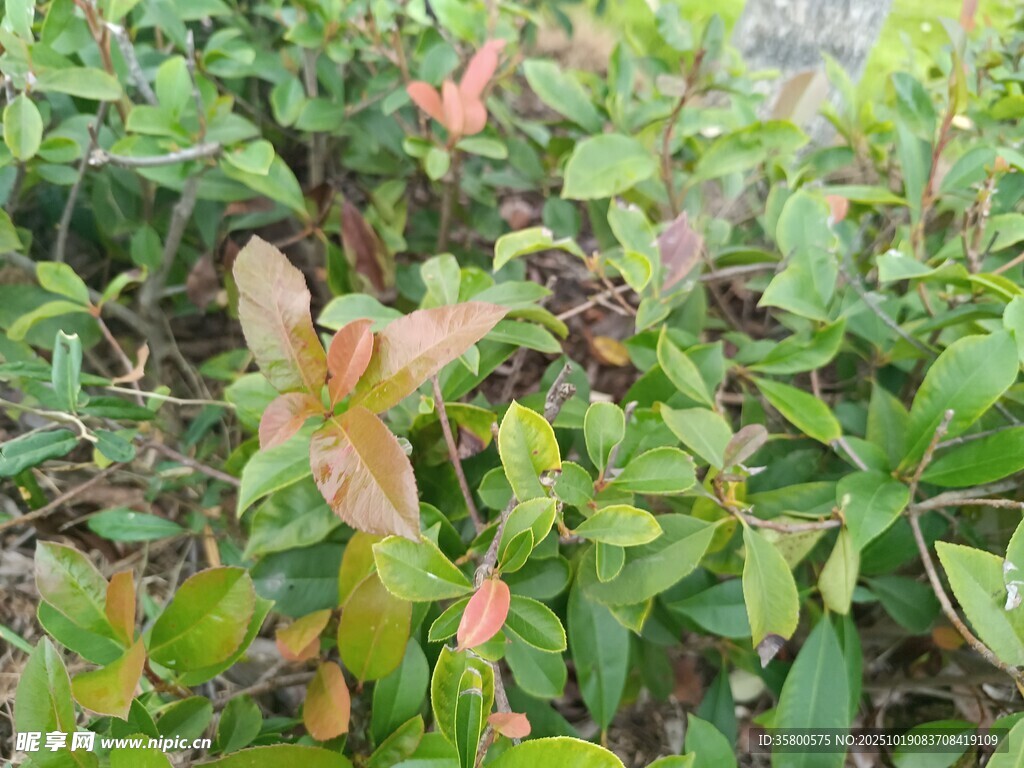 绿叶间的多彩植物