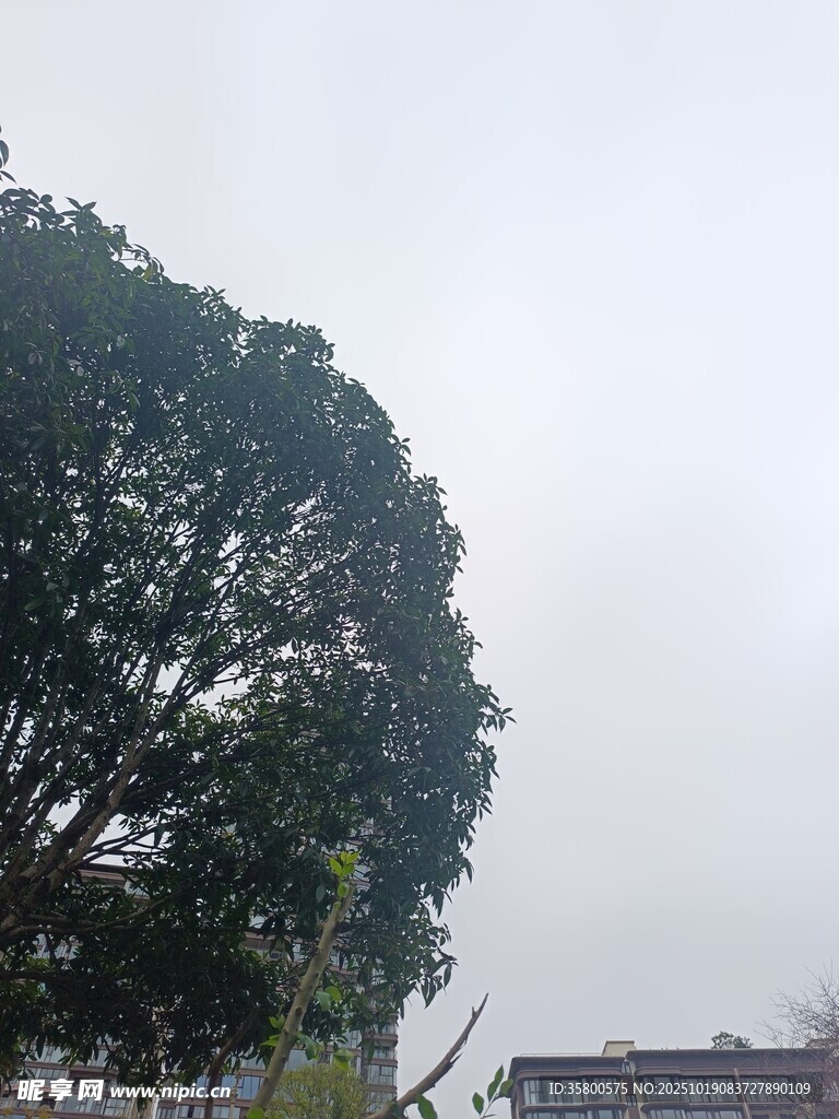 茂盛大树 