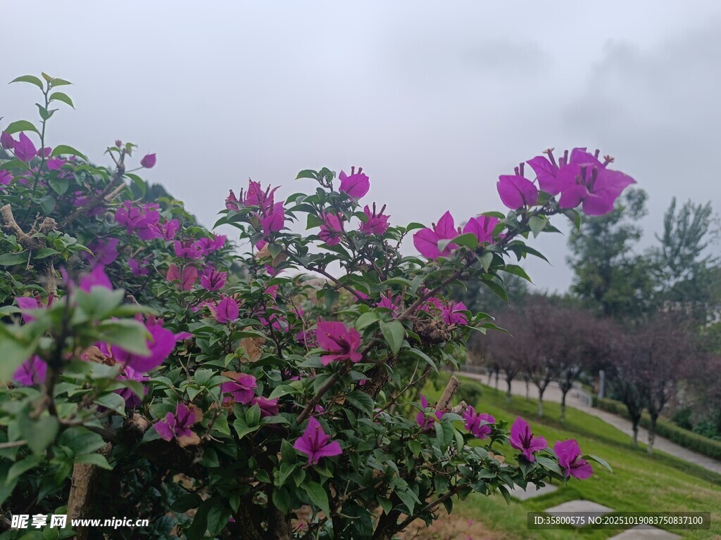 雨中绽放的艳丽三角梅