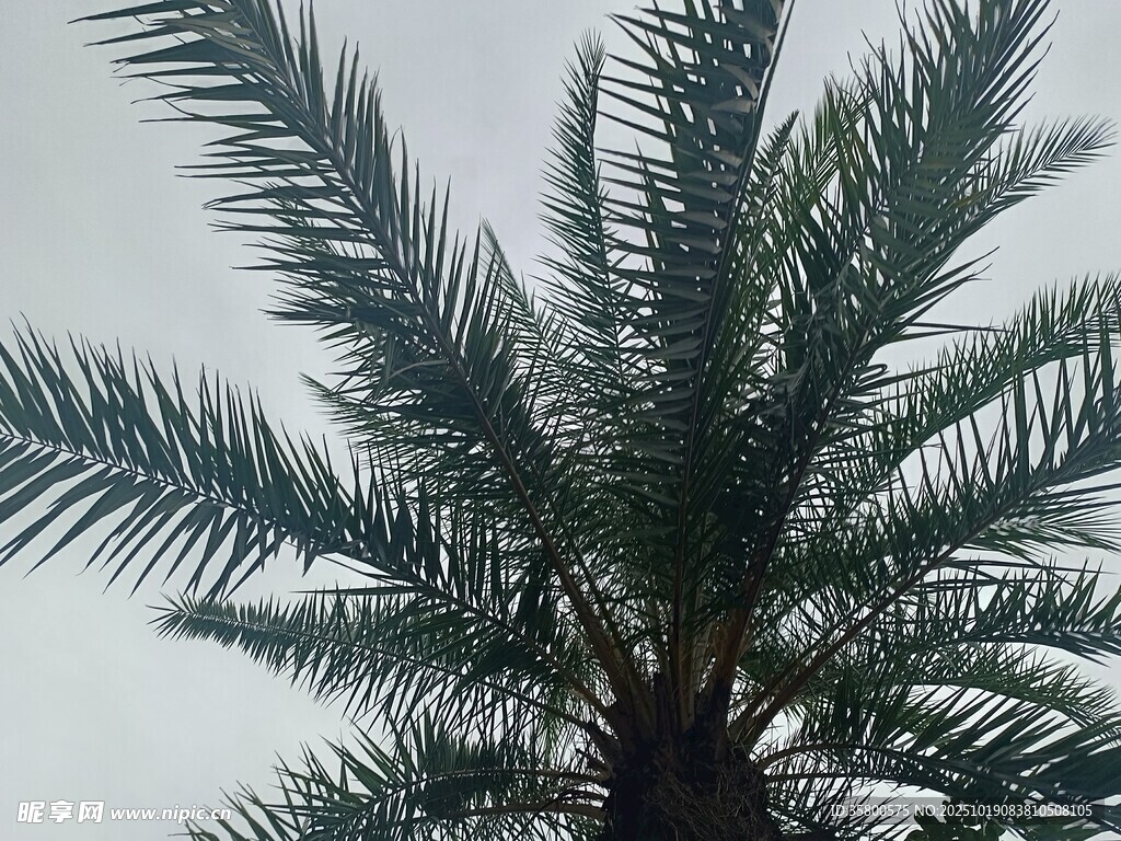 向上生长的棕榈树